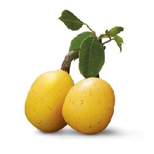 Marula Essential Oil