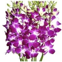 fresh orchids flower