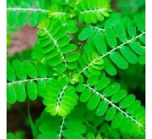 Chanca Piedra (Phyllanthus Niruri) - REEMAZ EXPORTS IMPORTS ...