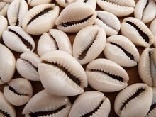 cowrie shell beads also available with drilled holes