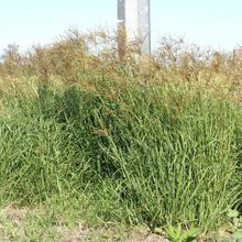 Rhodes Grass Hay