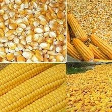 Yellow Corn Gluten Feed