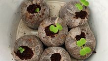 Coir Compost Plugs for Planter