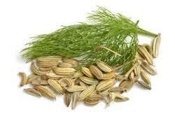 Fennel Extract