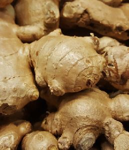 GINGER OR GINGEROL