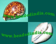 Kauri shell or kaudi shell