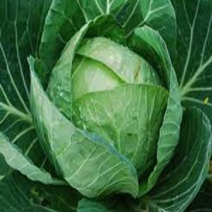 MARUTI CABBAGE SEEDS MS INDU F1 HYBRID