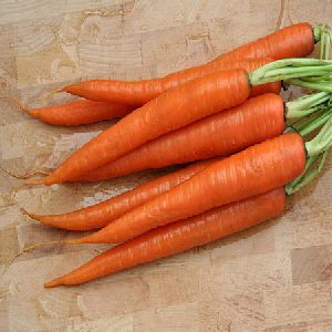 MARUTI - KESARIYA Carrot seeds