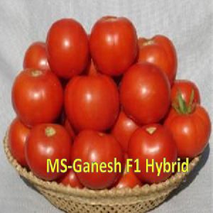 Maruti - Tomato Seeds Ganesh F1 Hy