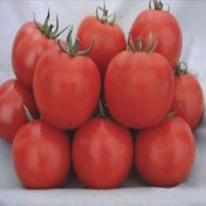 Maruti - Tomato Seeds NH-10 F1 Hy