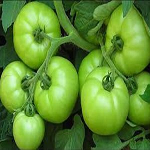 Maruti - Tomato Seeds Raksha 7 F1 Hybrid