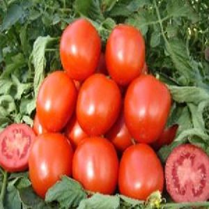 Maruti - Tomato seeds Rakshak F1 Hy