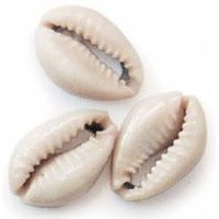 natural cowrie shell