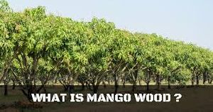 Mango Tree Wood