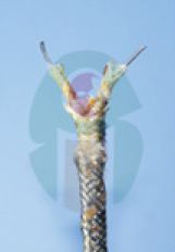 K-Type Thermocouple Cable (TC-K-2C-1/20-FG,FG,SS)