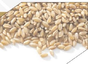 Sharbati Tukdi Wheat