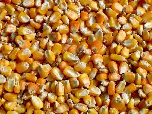 Raw Corn Seeds