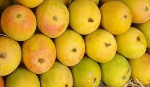 Malgova Mango