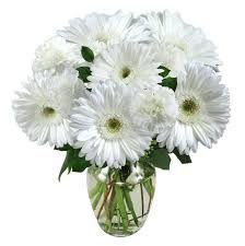White Gerbera Flowers