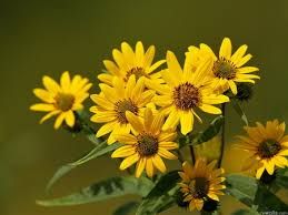 Yellow Gerbera Flowers