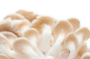 Fresh White Mushroom