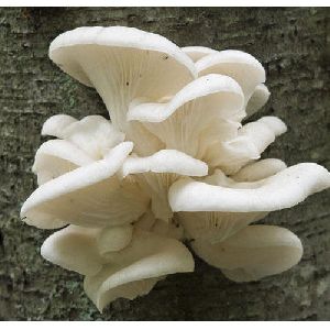 Fresh Mushroom Spawn