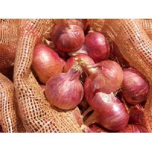 Fresh Natural Onion