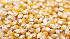 Food Grade Corn Seeds