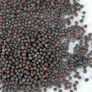 Vegetable Seeds