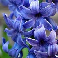Hyacinth absolute
