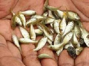Cyprus Fish Seeds