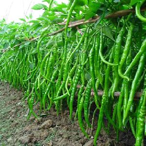 green chili