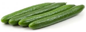 Organic Seedless Cucumber