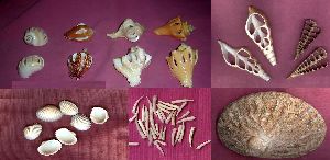GIFT PURPOSE SEA SHELL CONCH CRAFTED ACCESSORIES