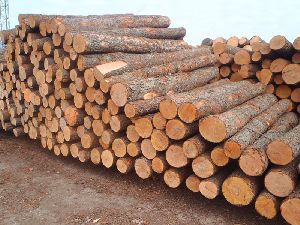 100% Fresh Cut Grade ABC Round Spruce Logs