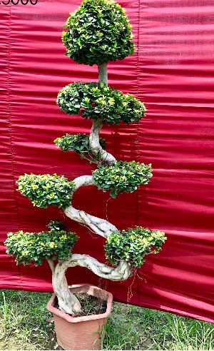 S-Shaped Ficus Bonsai Plant