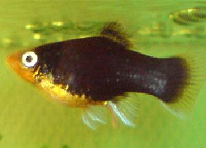 BLACK PLATY FISH
