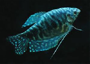 blue gourami fish