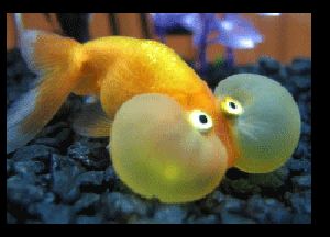 Bubble Eye Gold Fish