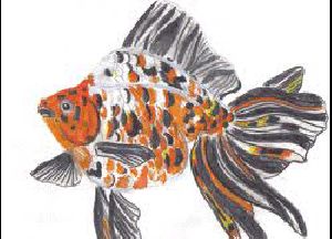 CALCIO GOLD FISH