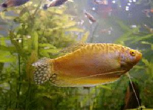 GOLDEN GOURAMI FISH