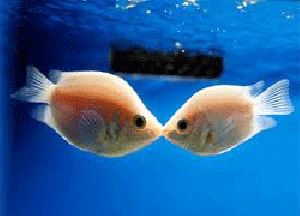 kissing gourami fish