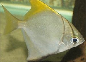 mono angel fish