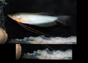 MOON LIGHT GOURAMI FISH