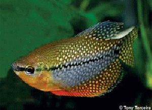 NEON GOURAMI FISH