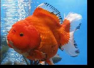 Oranda Gold Fish