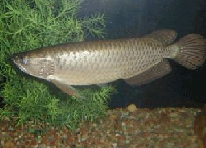 PEARL AROWANA FISH