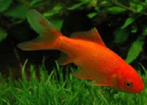 RED GOLD FISH