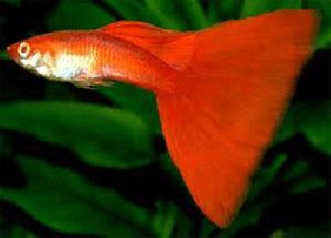RED GUPPYS FISH