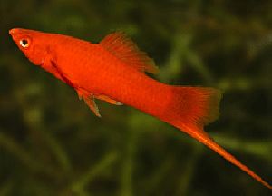red swordtail fish